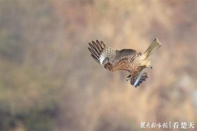 直线距离|这种鸟会吃成个胖子，飞成个瘦子，一口气能飞上万公里……