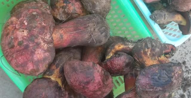  中毒|这些蘑菇，你认识吗？虽然味美，但也会中毒，食用时要小心辨别