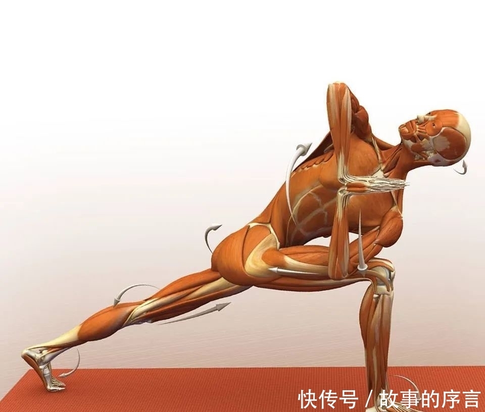  正位|28个常见瑜伽体式解剖图，正位、发力一目了然（收藏级！）