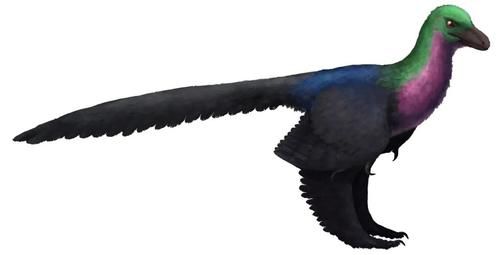  羽毛结构|恐龙的羽毛不是用来飞行，而是用来求偶的？