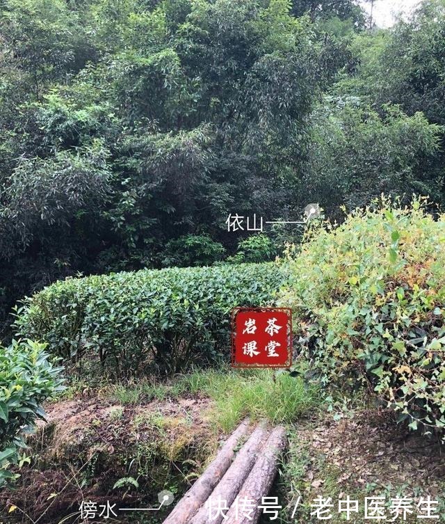 喜欢|喜欢喝武夷岩茶的你,听说过岩茶里的“倒青”吗