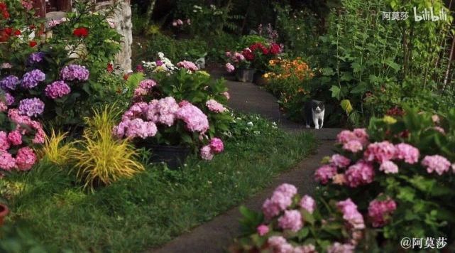  李子|她用3年时间爆改老宅，把荒地变花海：原来除了李子柒，我们还有另一种田园牧歌