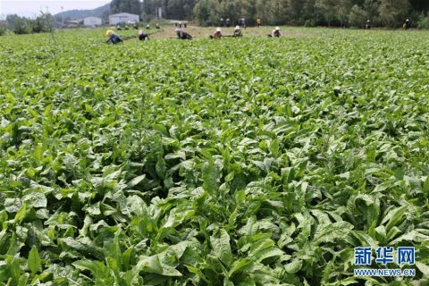 村民在道虎沟乡上泉|河北平泉：宠物饲料微工厂助脱贫