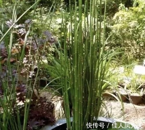 不起眼|在农田,1种“杂草”不起眼,被称为“木贼草”,1斤卖到“5元”