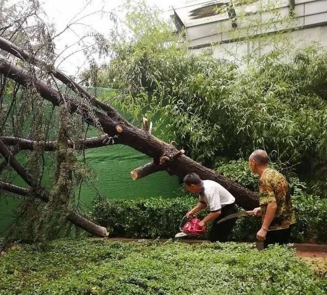  出行|【百姓大爆料】河面飘浮垃圾市民希望快清理|排查危险树木确保市民降雨天出行安全|汽车停这儿 人走哪儿？