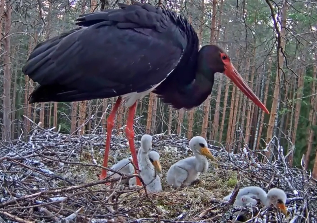 体弱|没良心的母黑鹳,啄伤体弱的幼鸟,还把它丢窝外,让苍鹭叼走