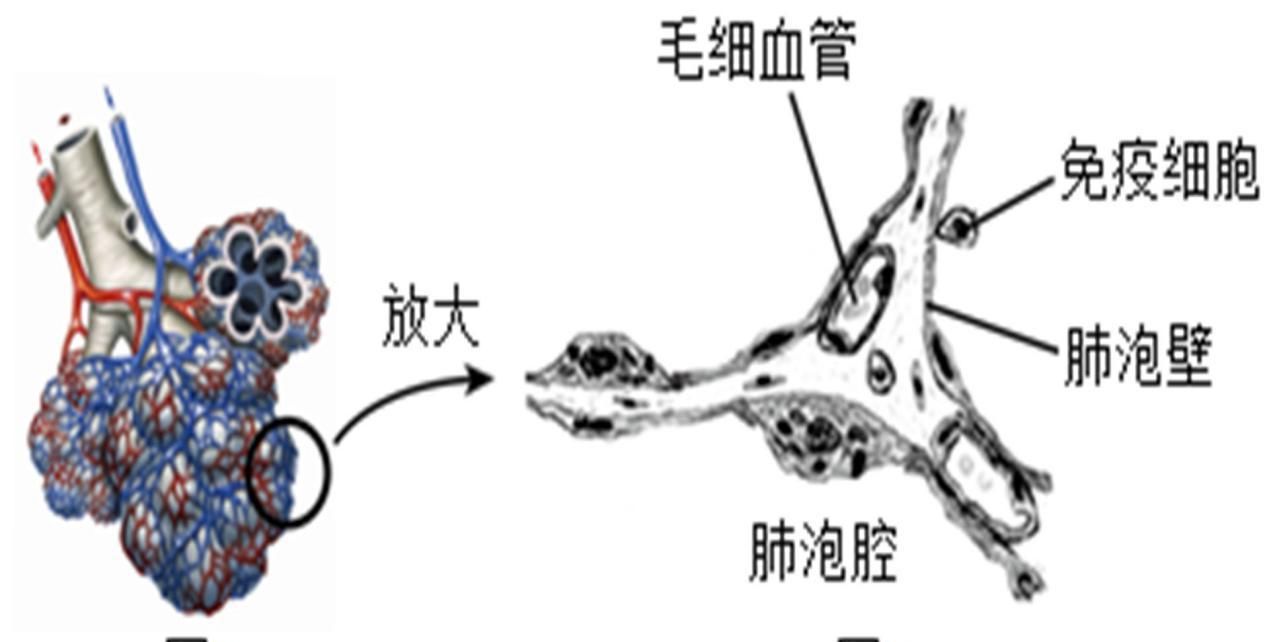 肺细胞|肺的临床生物化学