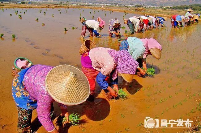  团结奋进|昌宁县湾甸民族特色乡建设—— 奏响团结奋进曲 催开傣乡幸福花