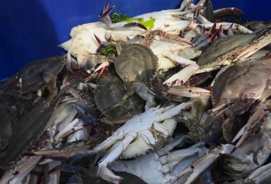 大鱼|青岛海鲜市场现一米多长大鱼！很多老青岛都不认识……