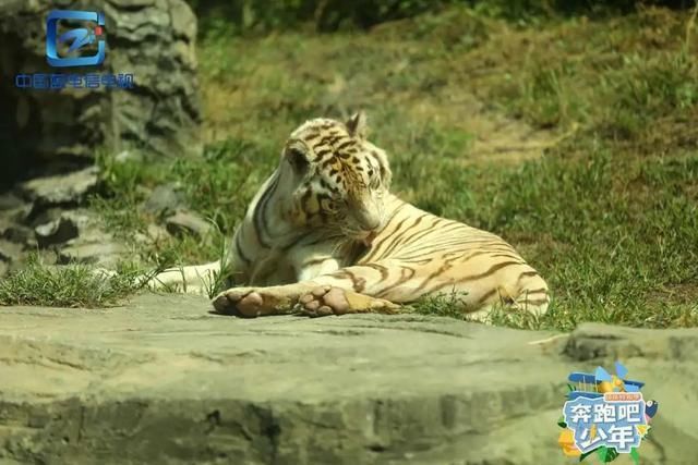  打造|浙江广电新媒体打造 国内首档青少年户外励志综艺《奔跑吧少年》