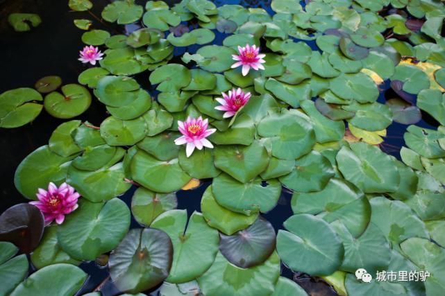  长白山|三伏暑热天，让我带你去这些只有25°的地方纳凉吧！