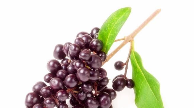 泡水|女贞子泡水喝可以治疗什么?疗效到底怎么样?今天来告诉各位答案