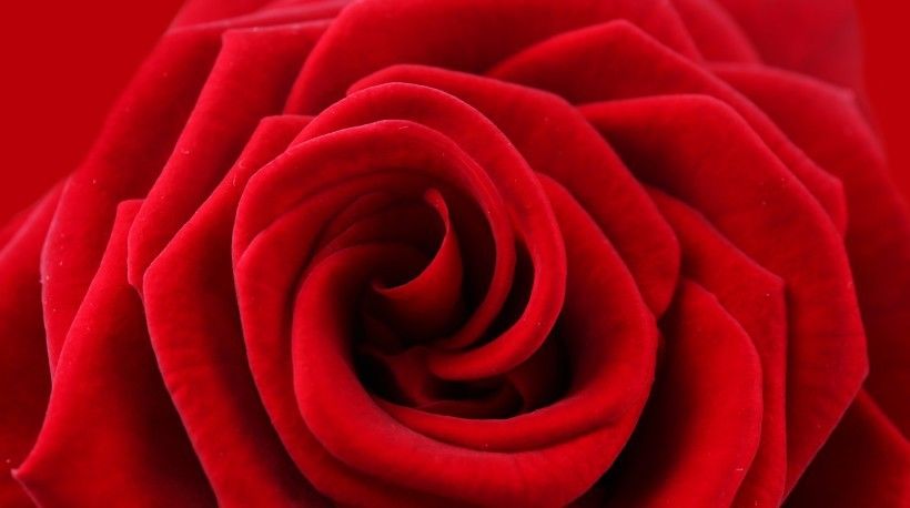  投入|未来一周，喜你为疾，石药无医！四生肖义无反顾，投入爱情怀抱