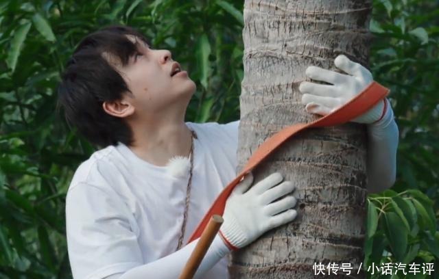 椰子树|节目为何不阻止彭昱畅高空摘椰子当镜头拍到这个细节,瞬间懂了