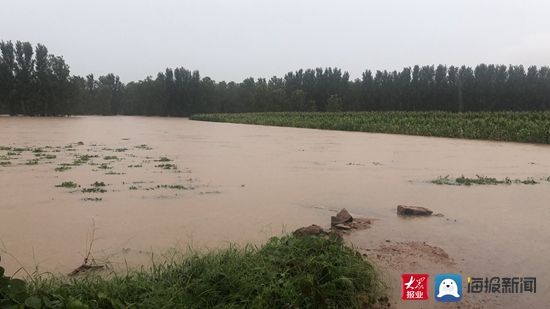  现场|大众网·海报新闻记者赶赴汛情现场！部分农田被雨水淹没！