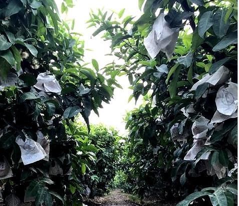  种水果|没人要的“娇气果”被她卖出黄金价