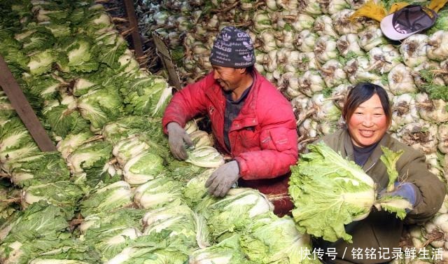 吃不完|白菜吃不完保存难教你1个好办法,放半年不烂,和鲜的一样好吃