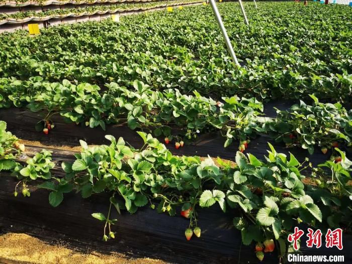 生产|“中国草莓第一县”如何炼成？