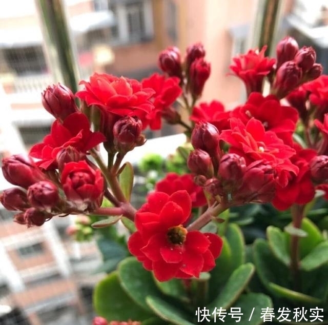 卧室|卧室也有能养的花，这3种就不错，叶子绿净化空气对睡眠有好处