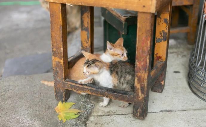 桌椅|店内坐不下,门口搬桌椅来吃!丰储街的这家盖浇饭火了13年!