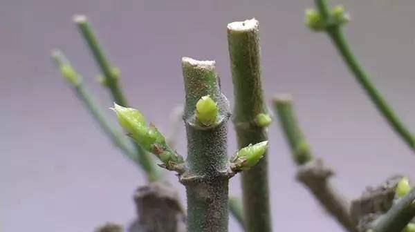  花后|养护茉莉技巧多，花后不能忘修剪，一茬接一茬的开满盆