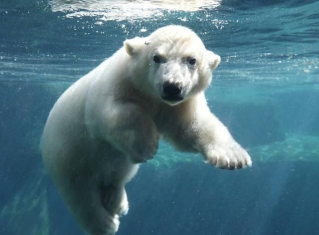 警钟|人类警钟再次被敲响！加拿大科研团队预测：北极熊或在2100年灭绝