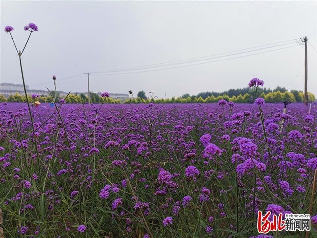  醉人|河北秦皇岛抚宁花海大道 一路繁花风景醉人