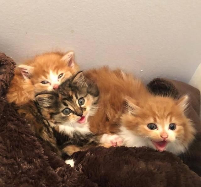 捡回|散养猫捡回三只小奶猫，主人都愣了：你不是已经绝育了吗