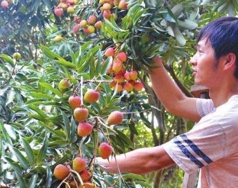 男子|男子偷荔枝摔断腿,家属索要赔偿,果农一句话让所有人都沸腾了!