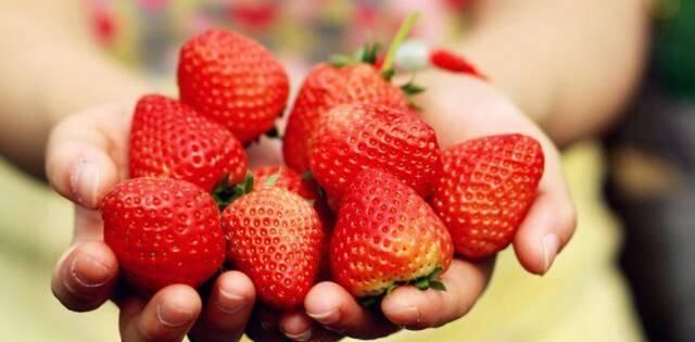 美容|号称美容的必选水果之一,草莓酸甜可口,吃多了有什么坏处呢?