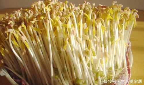 简单|吃了30年的豆芽，原来发豆芽这么简单，几天就能吃，先收藏了