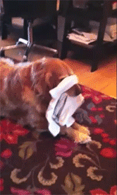 训练|主人用袜子训练金毛接物,3分钟后狗子怒了:你jio踩屎了吧!