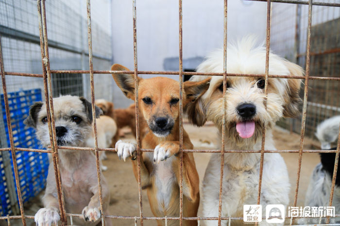  工作人员|被收容的犬只去了哪？探访东营市犬只收容救助留检所