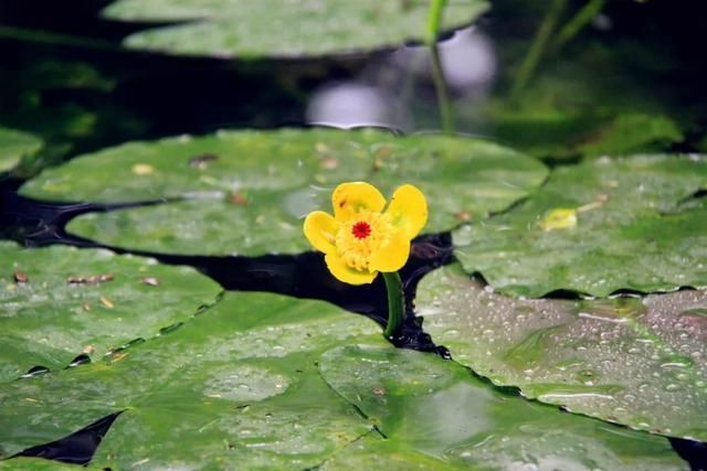  宝石山|0.5个亭子长啥样？这个夏天，西湖边这些地方不去会遗憾！