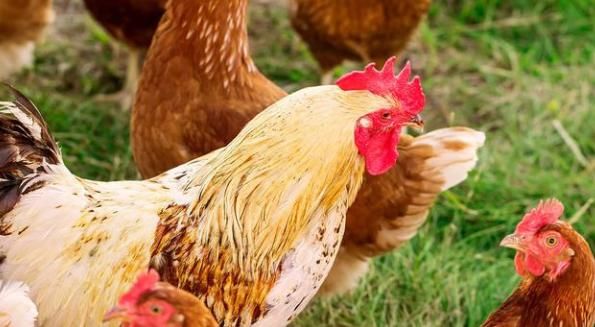 女人|白嘉轩后来引以为豪的是一生里娶过七房女人