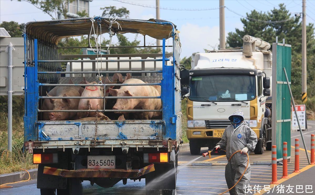 猪价跌入“泥潭”，钝刀割肉到几时？有消息了！5月17日猪价