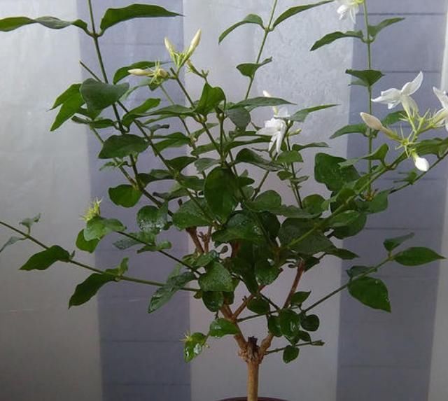  茉莉花|要让茉莉花枝子旺花苞多，需用2个方法，新枝新叶多花苞满枝