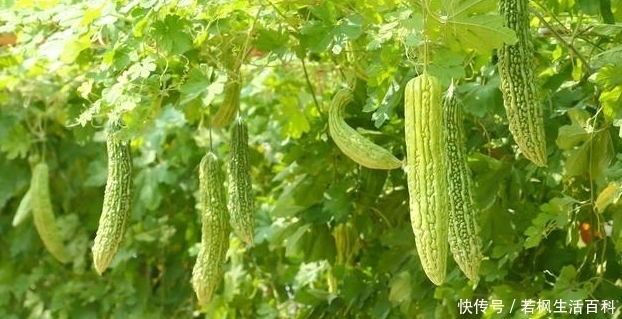 黑籽南瓜|温室苦瓜嫁接栽培技术，这些相关的知识，你掌握了嘛