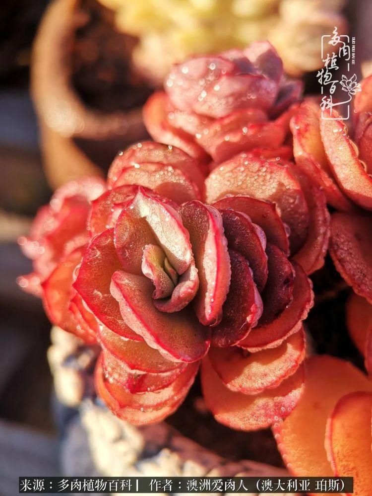 血放|多肉让你把血放，文玩掏空你家当，你要在哪个坑里乘风破浪？