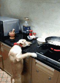 日子|搞笑GIF:这些日子受尽了多少委屈,在老丈人面前哭成这样啊。