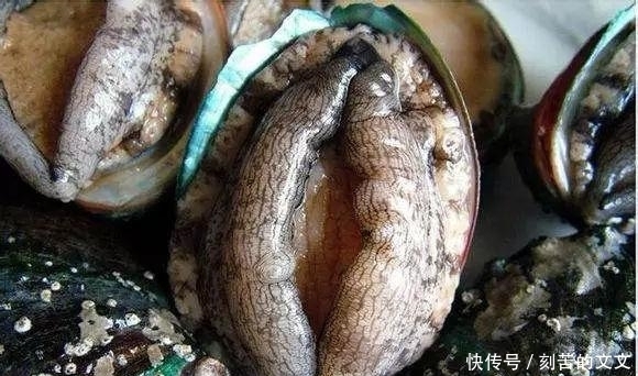  认出|海鲜大全, 你能认出多少