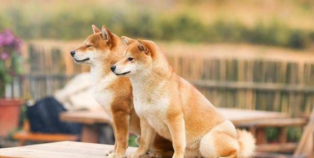  生活|《向往的生活》第四季又要结束了！