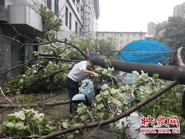  大雨|一夜大雨小区大树连根拔起 奔驰车“很受伤”