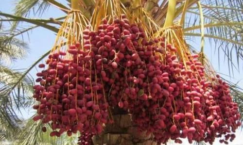  延年益寿|聪明人都在吃3种食物，补血养气、延年益寿，爱吃就赚了！