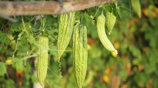 长夏|祛湿薏米最强?错!试试健脾祛湿食疗佳品——历史名方“四神汤”