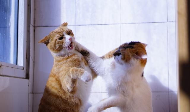  心理学|从爱人变成凶手——心理学：结婚前，这个问题不得不考虑