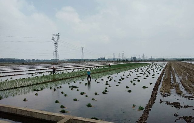 河东区葛沟灌区：全力做好夏灌插秧赋能农业增产增收