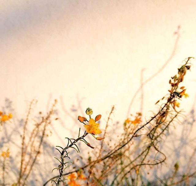 逼格|手机摄影7个高级拍摄技巧,手机一样可以拍出高逼格照片