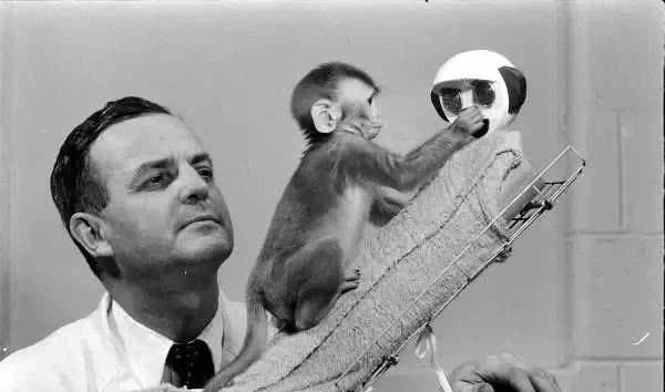 婴儿|婴儿对母亲的强烈依恋是因为哺乳吗?这群猴子给出了答案