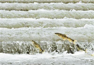  拯救|“拯救”湟鱼的生态回报